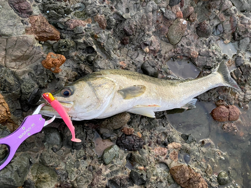 スズキの釣果