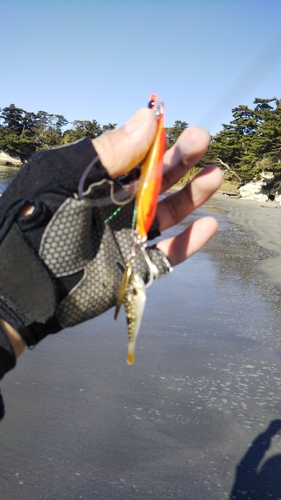 クサフグの釣果