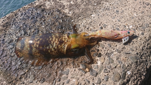 アオリイカの釣果