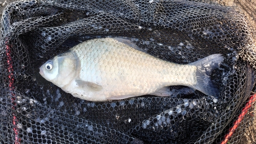 ヘラブナの釣果