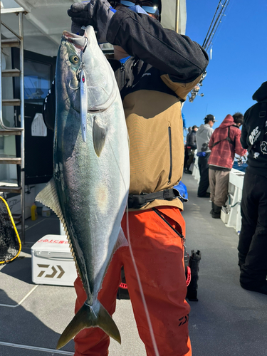 ブリの釣果