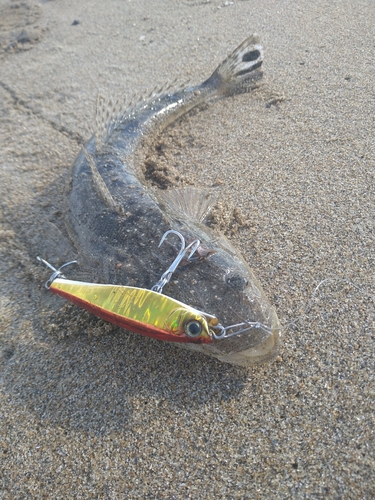 マゴチの釣果