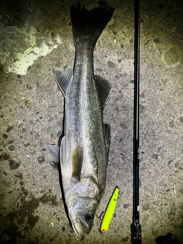 シーバスの釣果