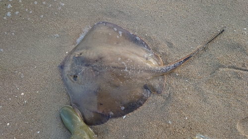 アカエイの釣果