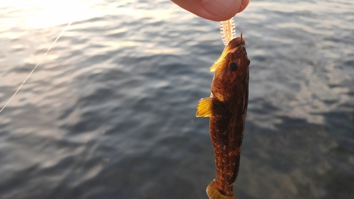 ヌマチチブの釣果