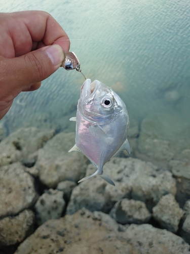 メッキの釣果