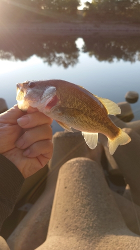 ラージマウスバスの釣果