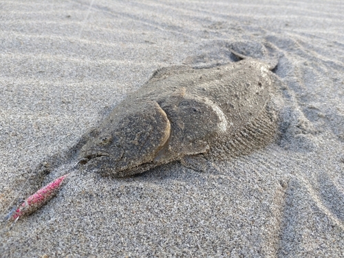 ソゲの釣果