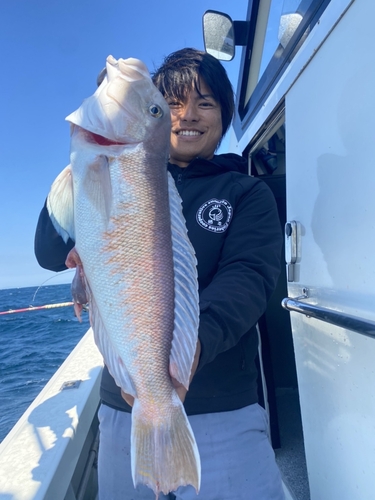 シロアマダイの釣果