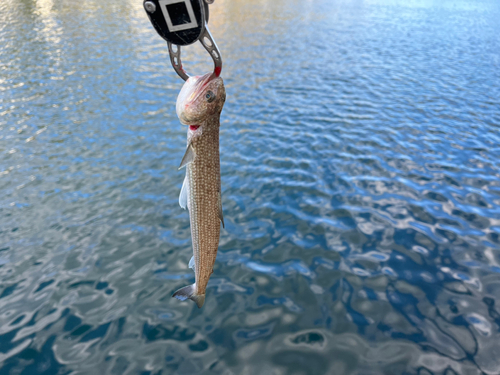 エソの釣果