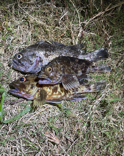 クロソイの釣果