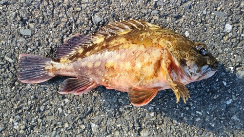 カサゴの釣果