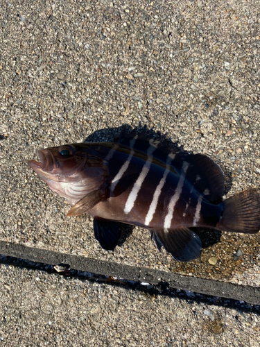 マハタの釣果