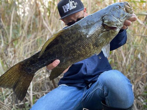 スモールマウスバスの釣果