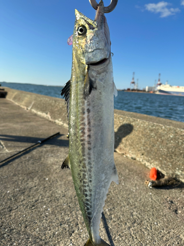 サゴシの釣果