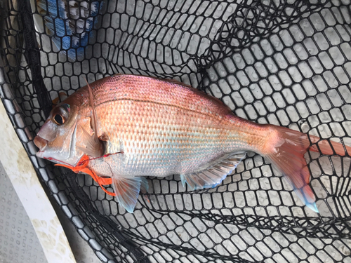 マダイの釣果