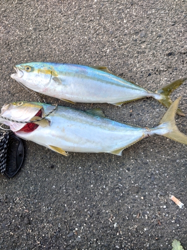 ハマチの釣果