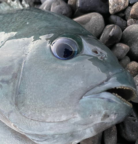 メジナの釣果