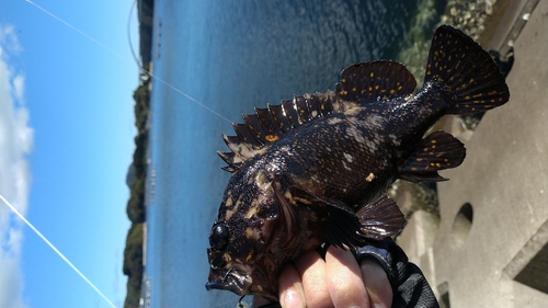 オウゴンムラソイの釣果