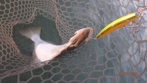 ヒラメの釣果