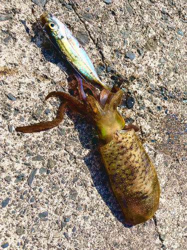 アオリイカの釣果