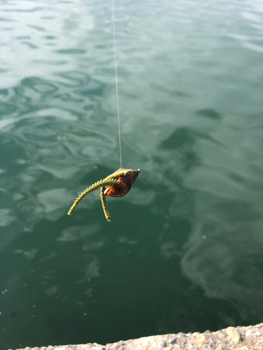 釣果