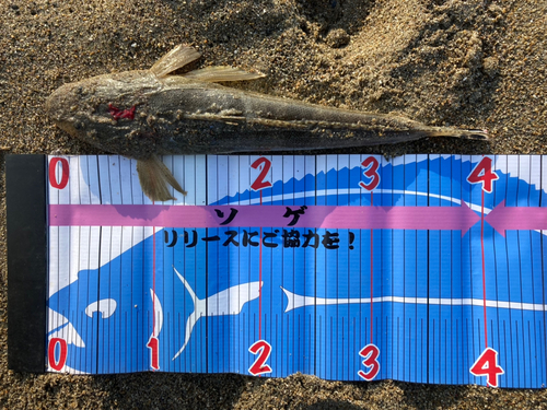 マゴチの釣果