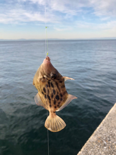 カワハギの釣果