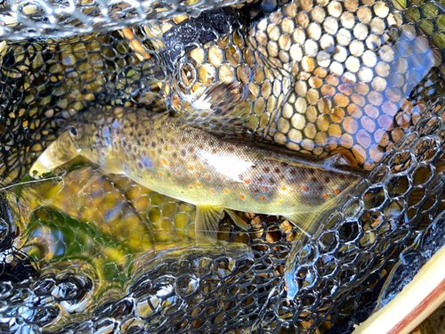 ブラウントラウトの釣果