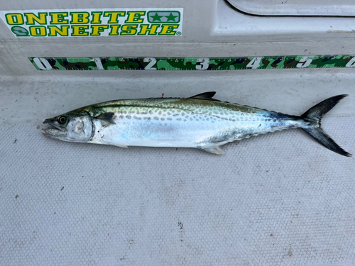 サゴシの釣果