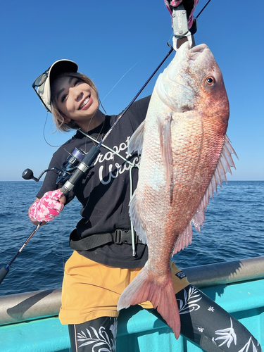 マダイの釣果