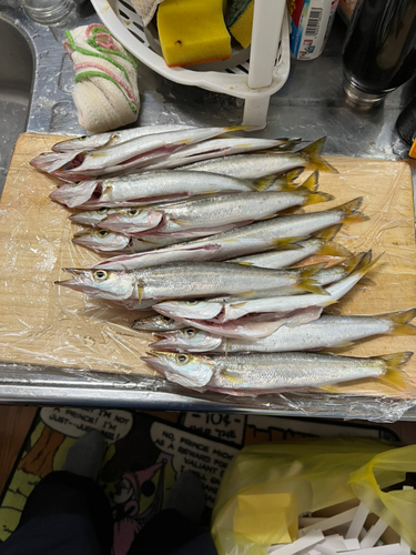 カマスの釣果