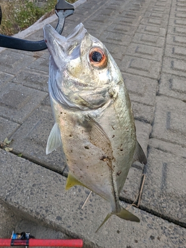 メッキの釣果