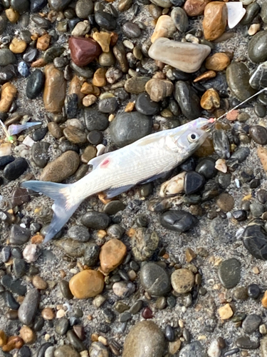 ツバメコノシロの釣果