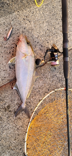 カンパチの釣果