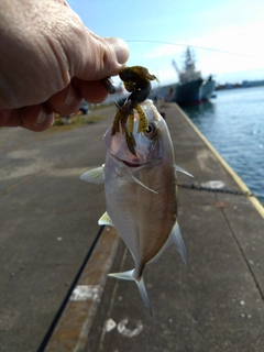 メッキの釣果