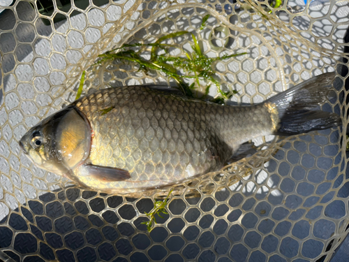 ヘラブナの釣果