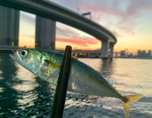 マサバの釣果