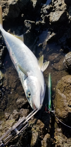 フクラギの釣果