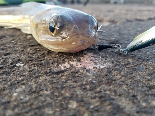 エソの釣果