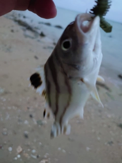 コトヒキの釣果