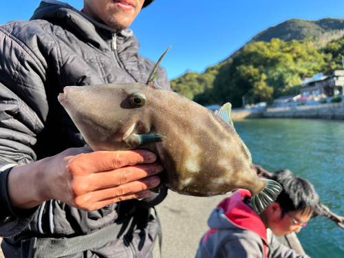 ウマヅラハギの釣果