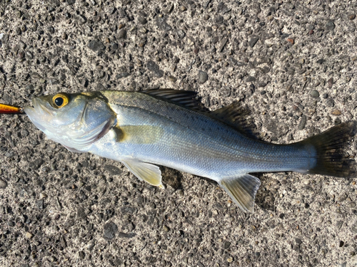 ベラの釣果