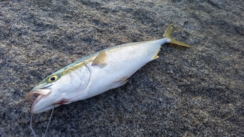 ブリの釣果