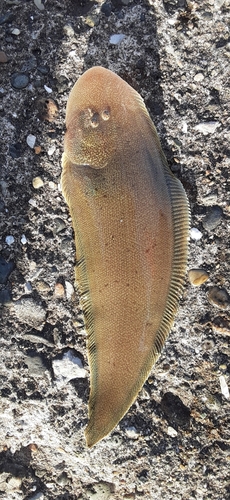 シタビラメの釣果