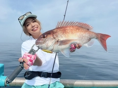 マダイの釣果