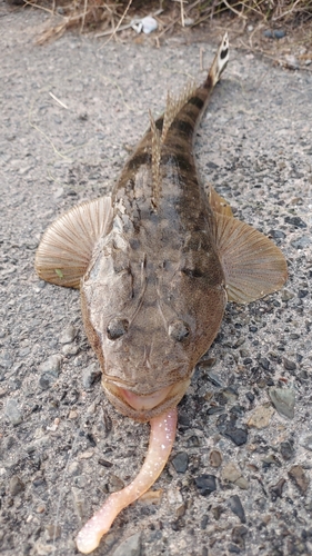 マゴチの釣果