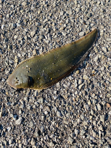 シタビラメの釣果