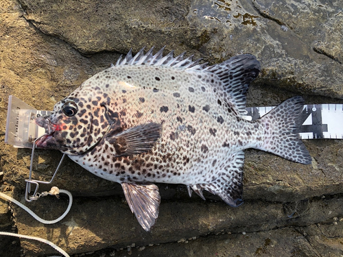 イシガキダイの釣果