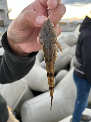 マゴチの釣果